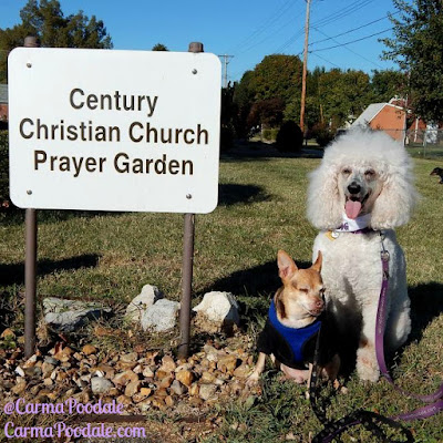 Carma Poodale and Scooby Doo at the Century Christian prayer garden