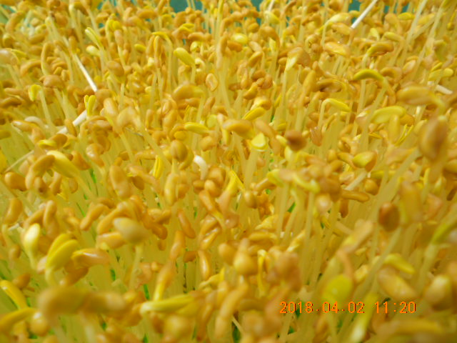 ��Ī��,��Ī�گ�,fenugreek,fenugreek-seeds,�����l,��Ī�ڽ��n,��Ī�ڬ�\��,��Ī�گ��\��,��Ī�ڵo����,��Ī�ڬ�