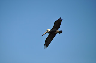 pelican flying in a clear blue sky