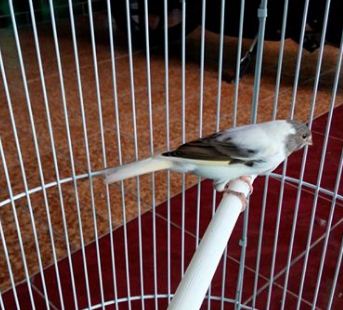 13++ Gambar burung kenari panda terupdate