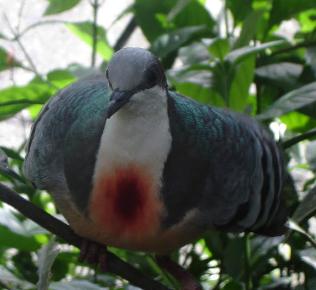 Bleeding+Heart+Pigeon.JPG