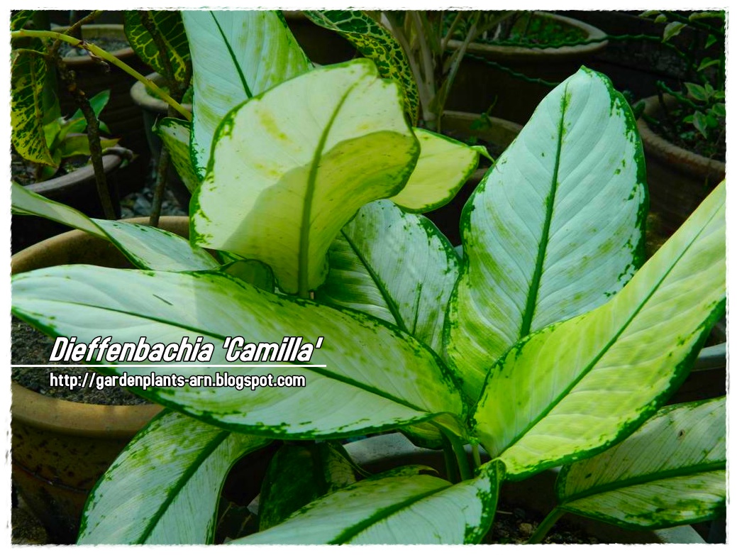 1001 garden plants in singapore pdf free