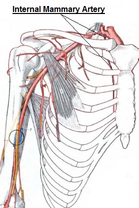 Is Anatomy A Natural Science Is Anatomy A Natural Science