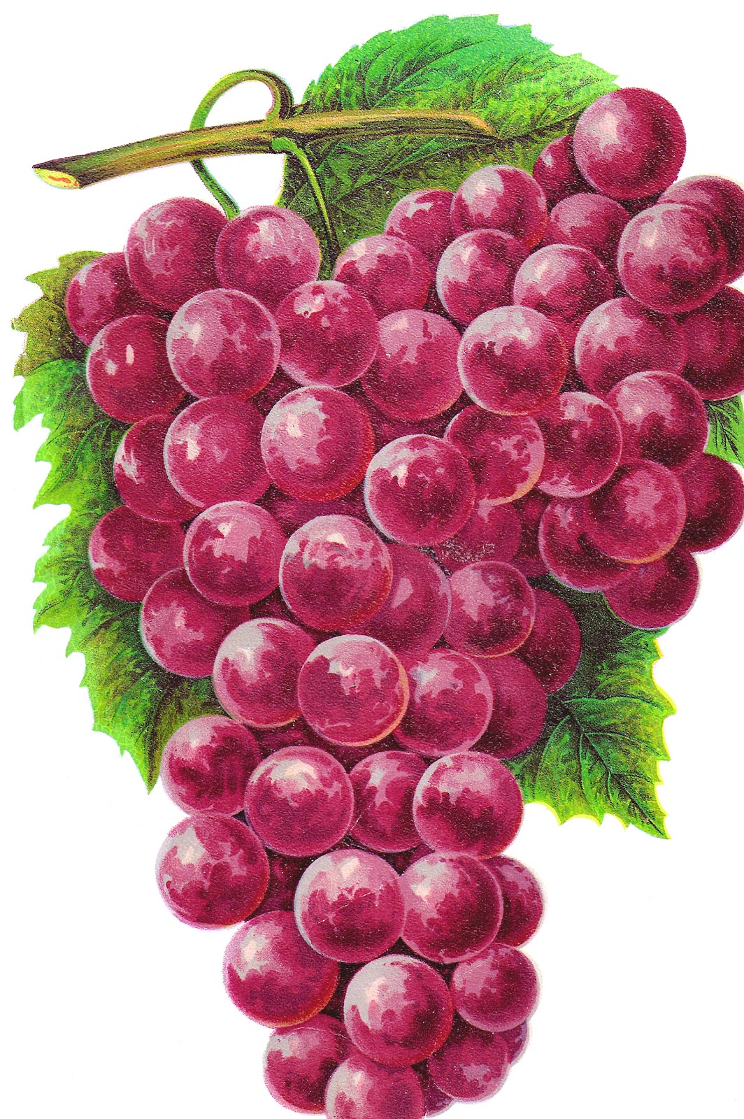 Antique Images: Free Clip Art of Fruit : Vintage Graphic ... (1064 x 1600 Pixel)