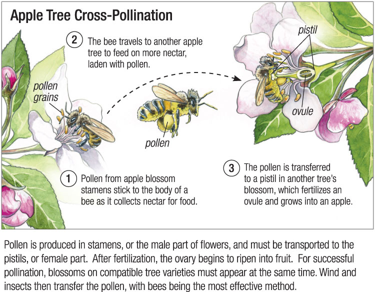 CORONA APICULTORES EL EFECTO POLINIZADOR DE LAS ABEJAS