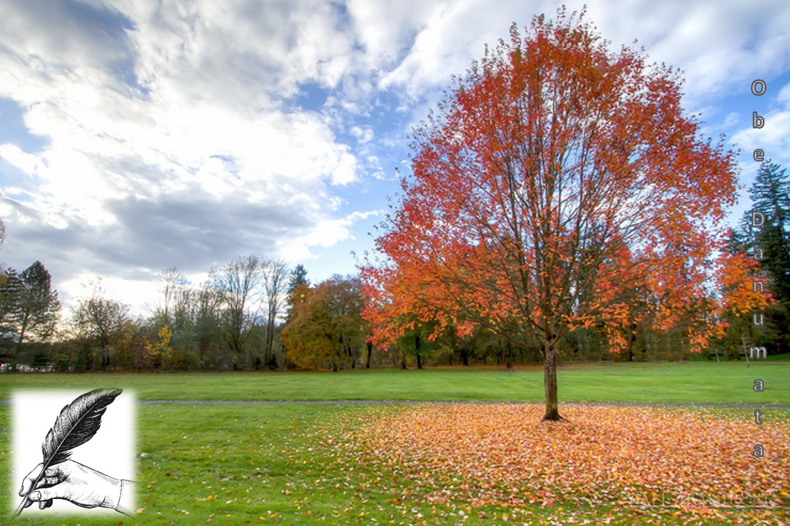 Why do Some Plants Lose their Leaves in Autumn?