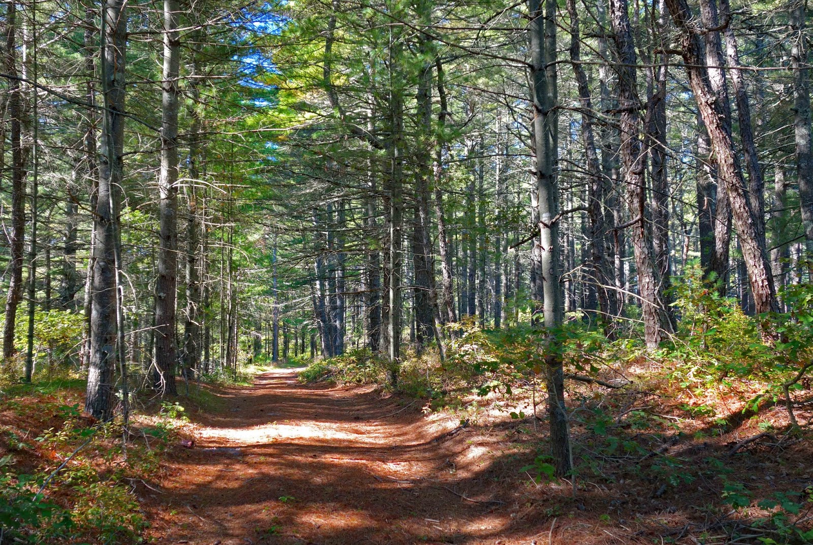 Joe's Retirement Blog Fall, Walk in the Woods, Myles Standish State