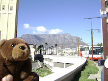 Teddy Bear in Capetown