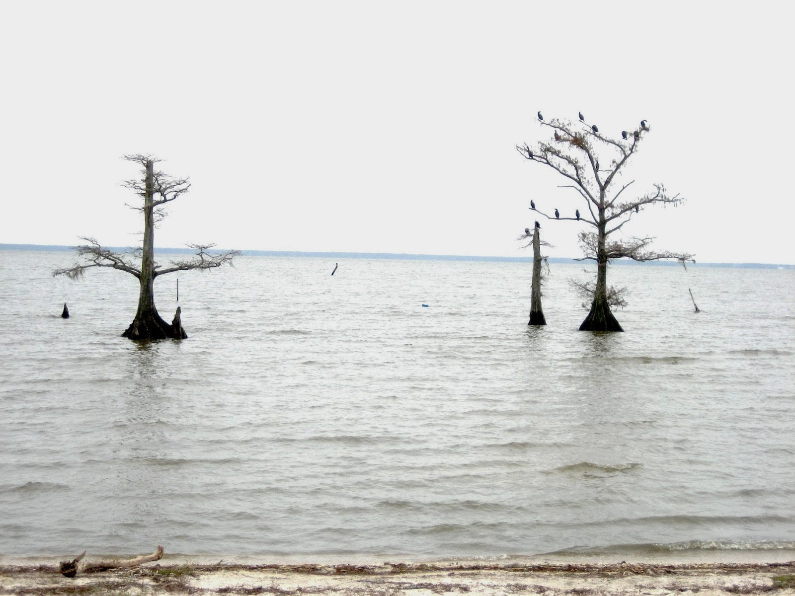 Living Rootless City, Part 1 Lake End Beauty