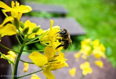 Nuestras abejas en peligro