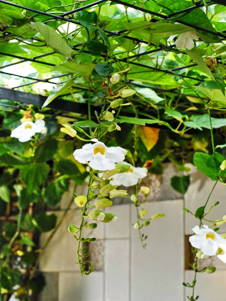 JUAL TANAMAN RAMBAT  THUNBERGIA JUAL TANAMAN HIAS 