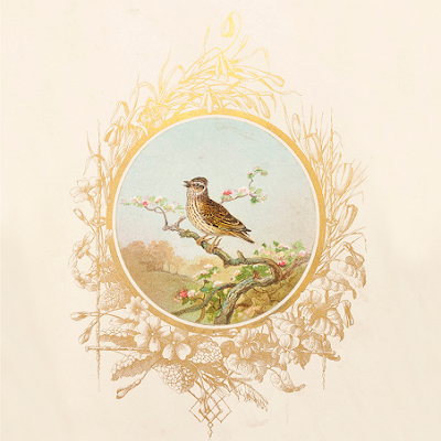 Feathered friends