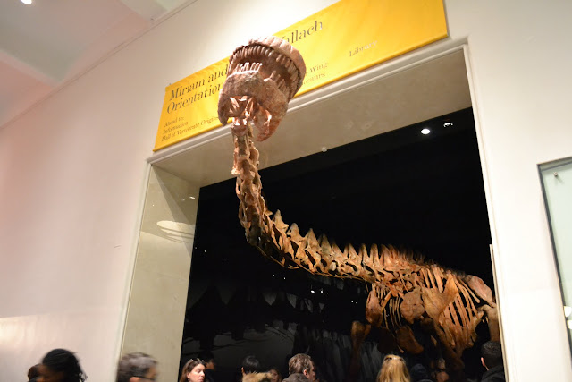 Титанозавр. Американський музей природознавства, Нью-Йорк(American Museum of Natural History, NYC)