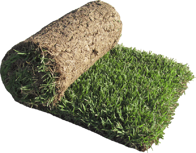 sod grass, grass rolls