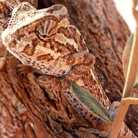 صورة