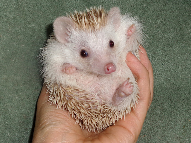 hodowla Igielnik, jeż pigmejski, sprzedam jeże pigmejskie, sprzedaż atelerix albiventris, hodowla Igielnik, jeż pigmejski, sprzedam jeże pigmejskie, sprzedaż atelerix albiventris,