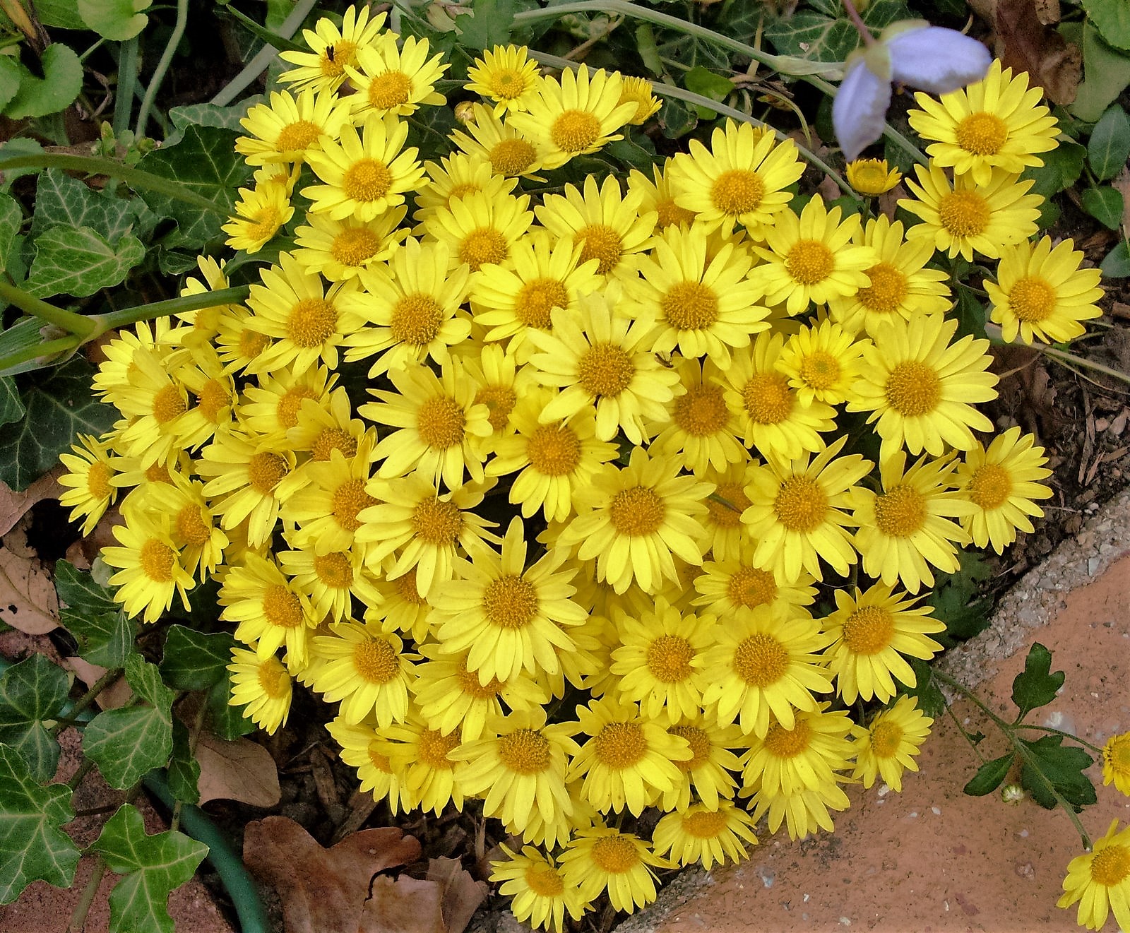 Yard and Garden Secrets Flowers Blooming in End of Summer Garden