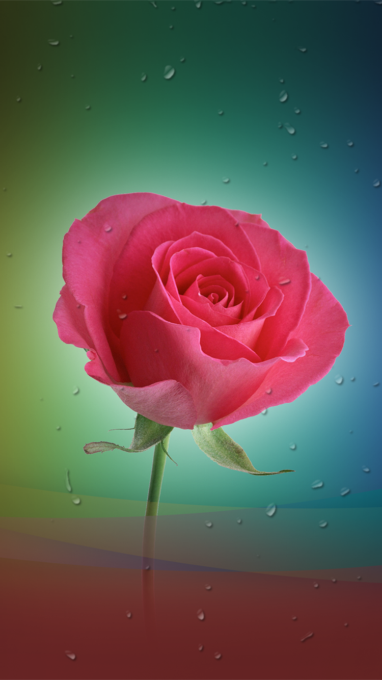 Розы на телефон вертикальные. Розы вертикальные. Один красивый цветок. Розы на айфон. Цветы вертикальные.