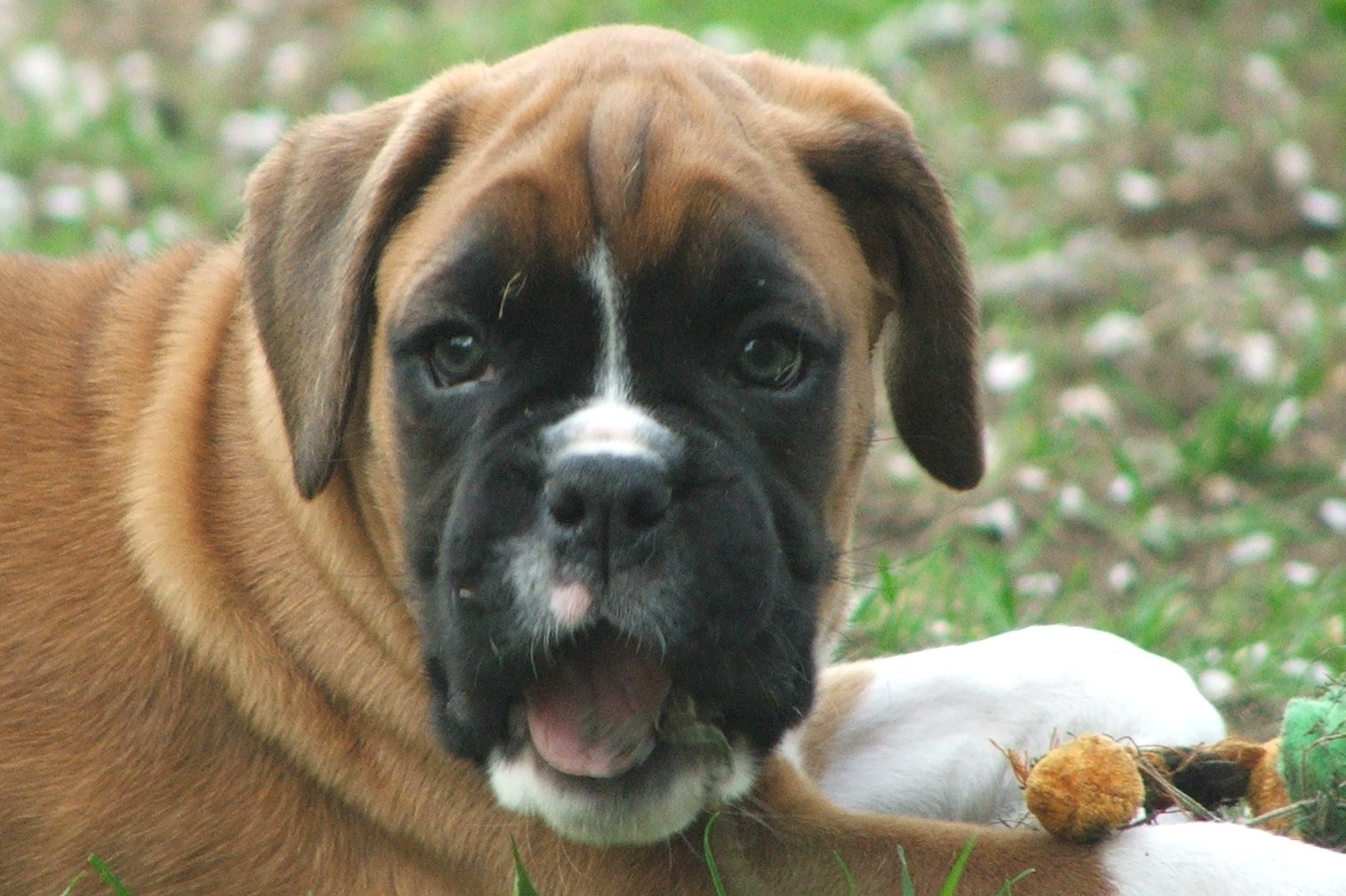 All Wallpapers: Boxer Dog Pictures