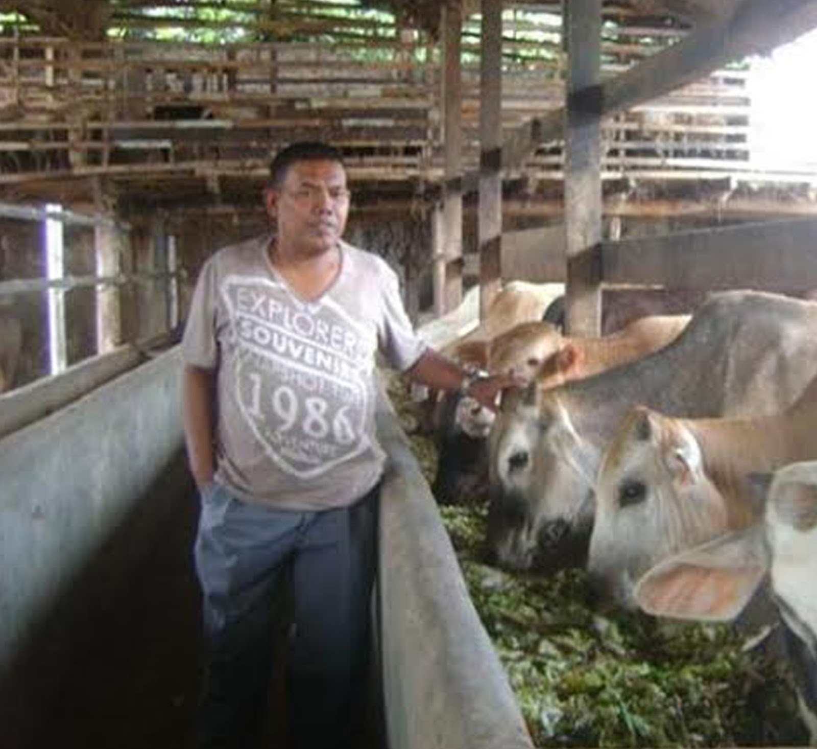 Hanafi Harahap peternak sapi di Asahan yang sukses. Dari modal Rp2 juta kini lembu miliknya mencapai 1.200 ekor. Hanafi Harahap peternak sapi di Asahan yang sukses. Dari modal Rp2 juta kini lembu miliknya mencapai 1.200 ekor.