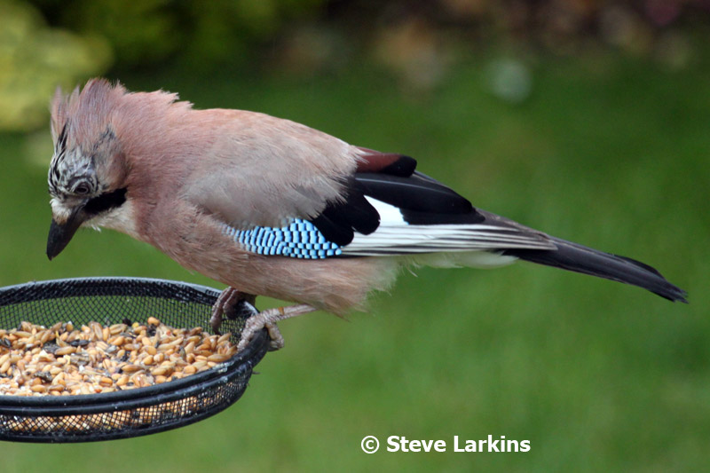 Greenham Birding Jay Visits Bird Feeder