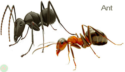 ant, ant insect,পিপীলিকা,পিঁপড়া