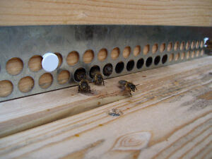 beginner beekeeping kit