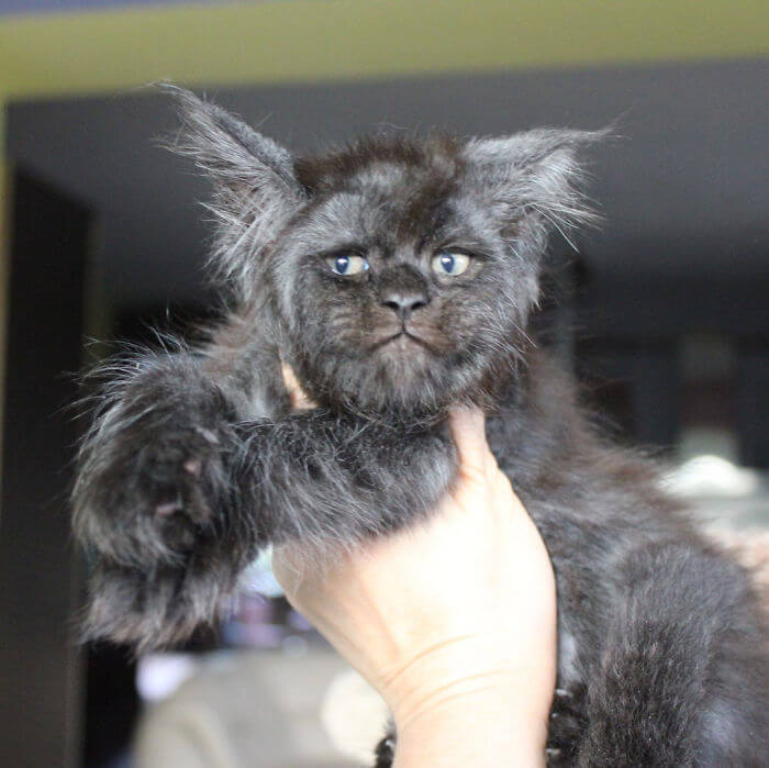 This Cat's Human-Looking Face Can't Be Unseen This Cat's Human-Looking Face Can't Be Unseen