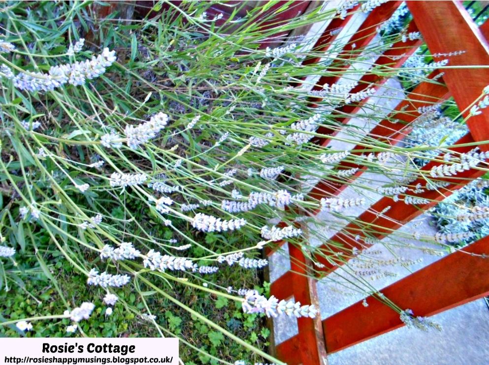 Rosie's Cottage: Picture Perfect Project - Spring In The Garden