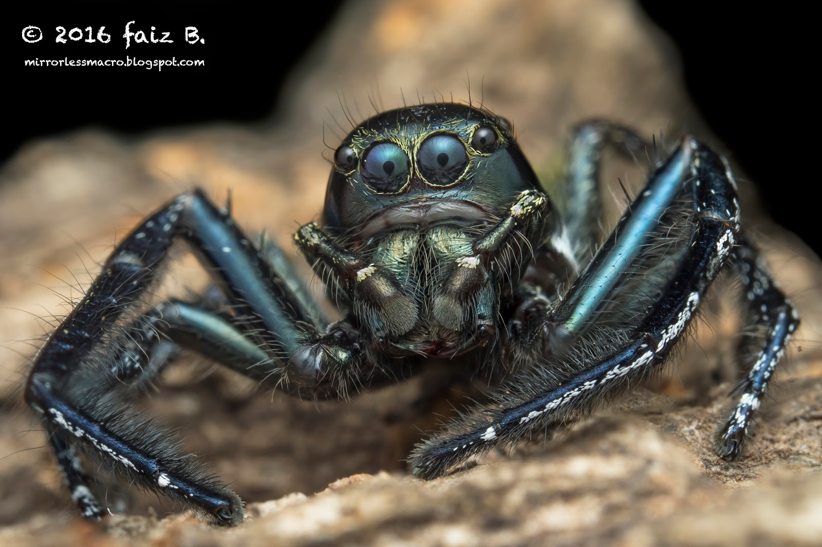 Mirrorless Macro Photography Ultraviolet (UV) Photography of Spiders