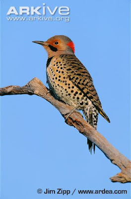 Yellow shafted Flicker