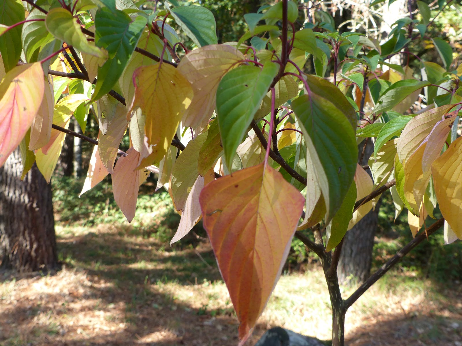Les Pins Noirs Fothergilla Major