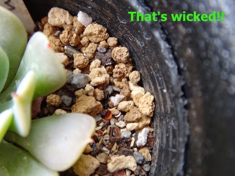 That S Wicked 15多肉植物の土について考えた その１