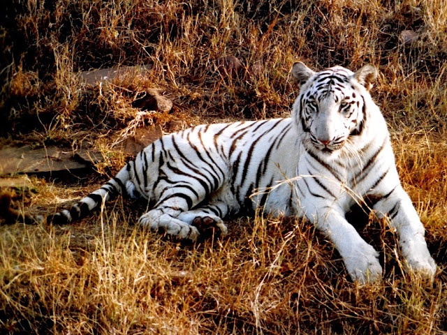 white Tiger picture wallpaper hd