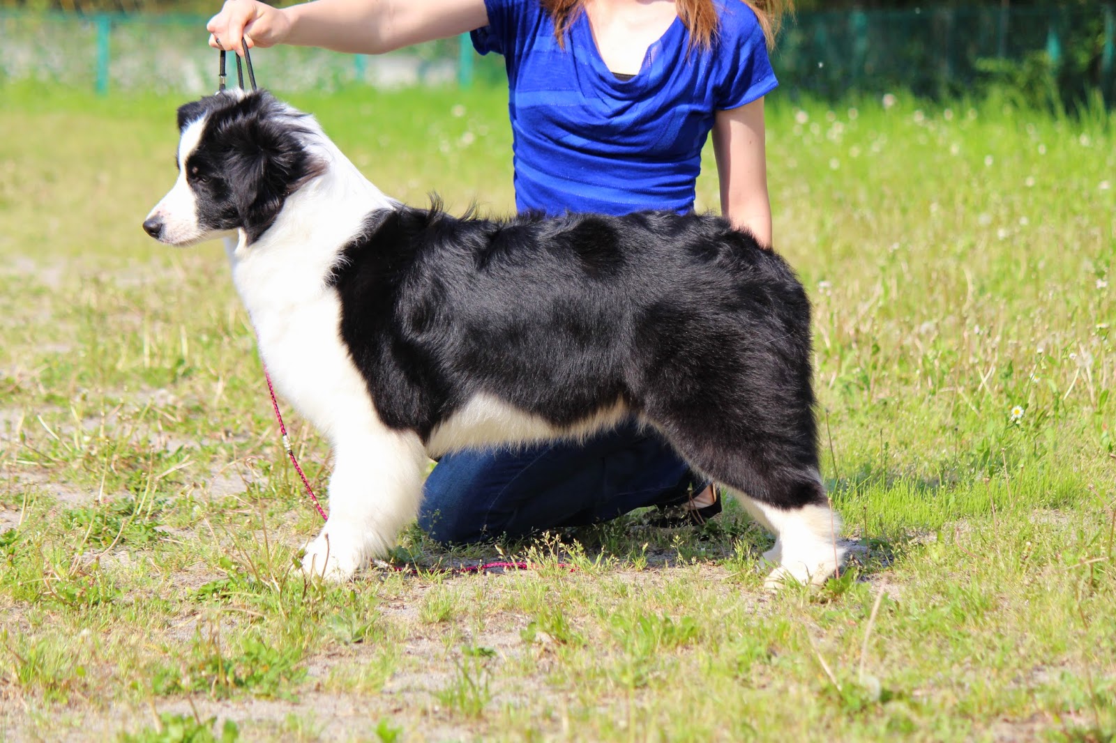 BORDER FINE ARTS ボーダーファインアーツ ボーダーコリー 親子犬