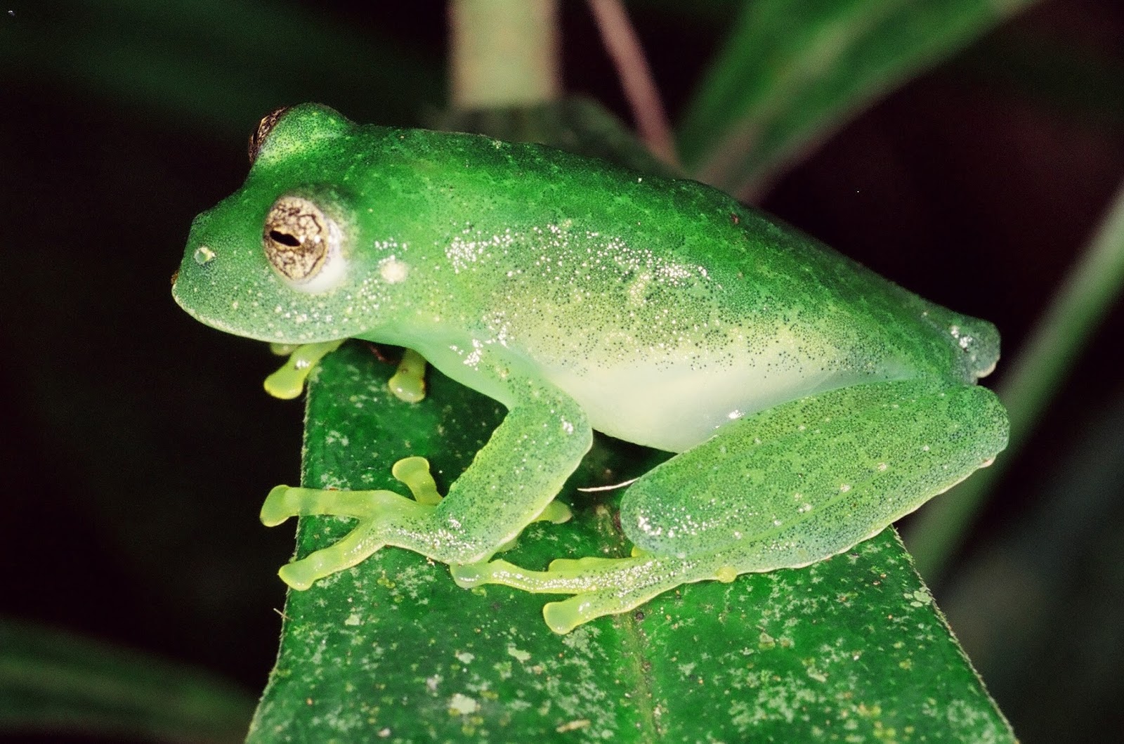 Instituto Rã-bugio para Conservação da Biodiversidade