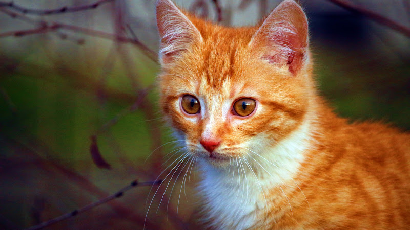 Cat Portrait HD
