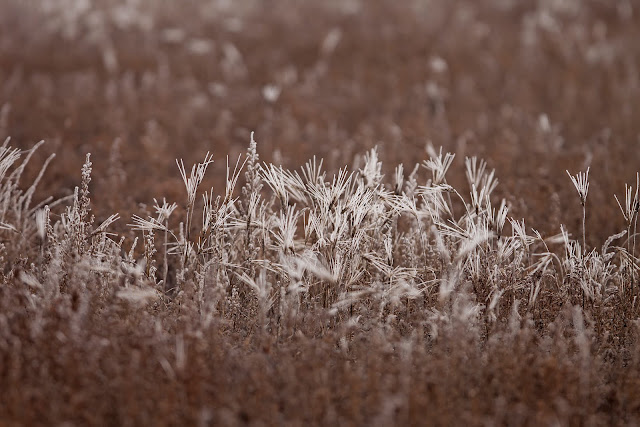 Frost, frost in the field, field of frost