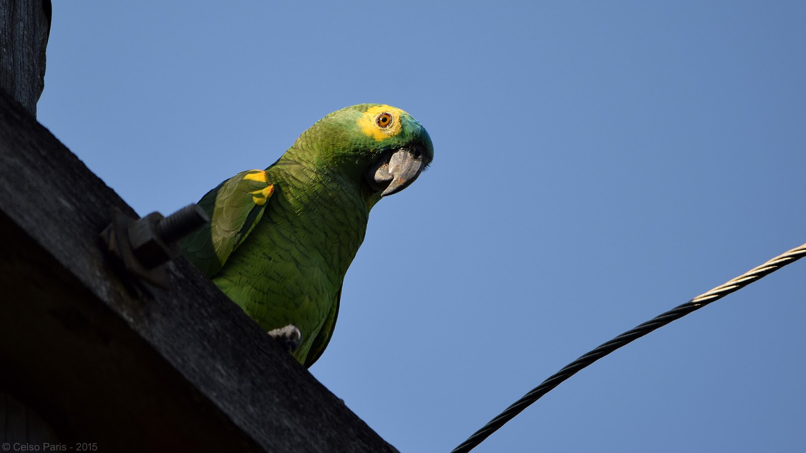 Birds of Southeast Brazil Bluefronted Amazon Amazona aestiva aestiva