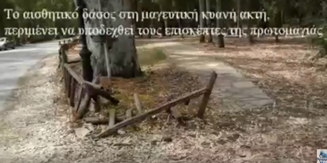 Πρέβεζα: Το αισθητικό δάσος στη μαγευτική κυανή ακτή περιμένει να υποδεχθεί τους επισκέπτες - Βίντεο