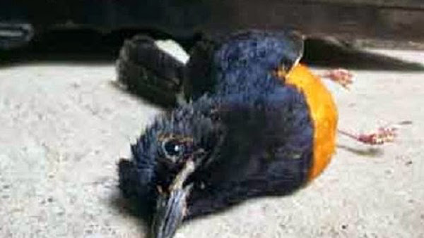 33++ Gambar burung kacer mati terupdate