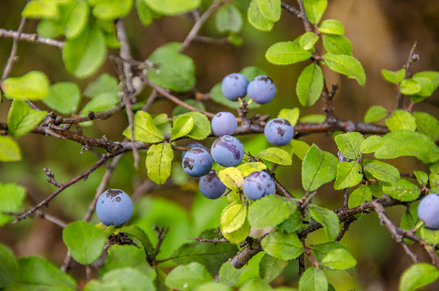 Blackthorn Bush - Lat. Prunus spinosa