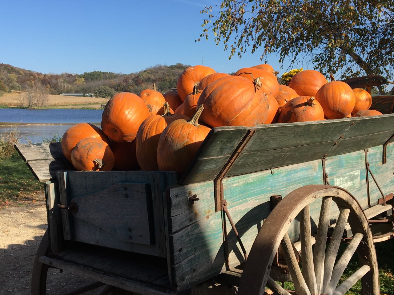 pleasant living treinen farm corn maze and pumpkin patch