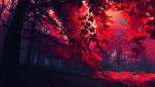 Red Leaves Dark Forest Fall HD Wallpaper