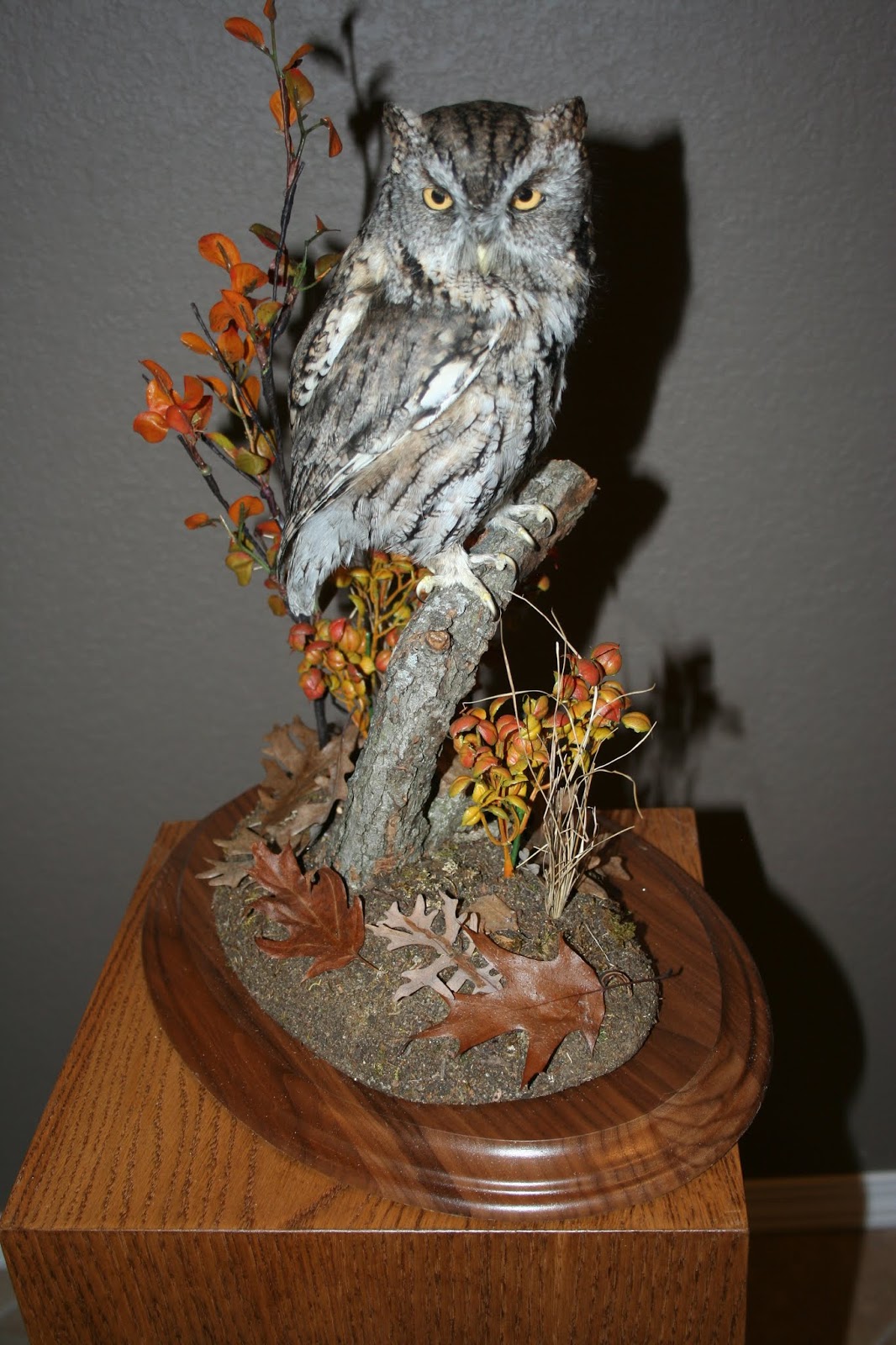 The Taxidermist's Wife Eastern Screech Owl Mount for River Bend Nature