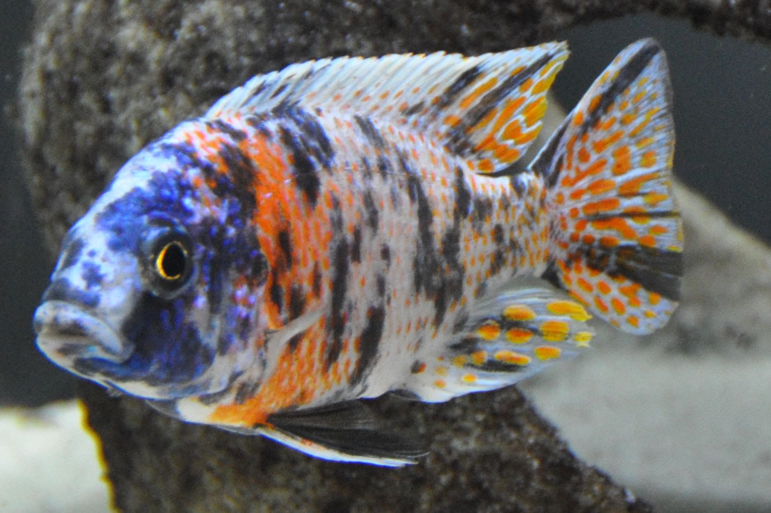 JOE'S AQUAWORLD FOR EXOTIC FISHES MUMBAI INDIA 9833898901 demasoni