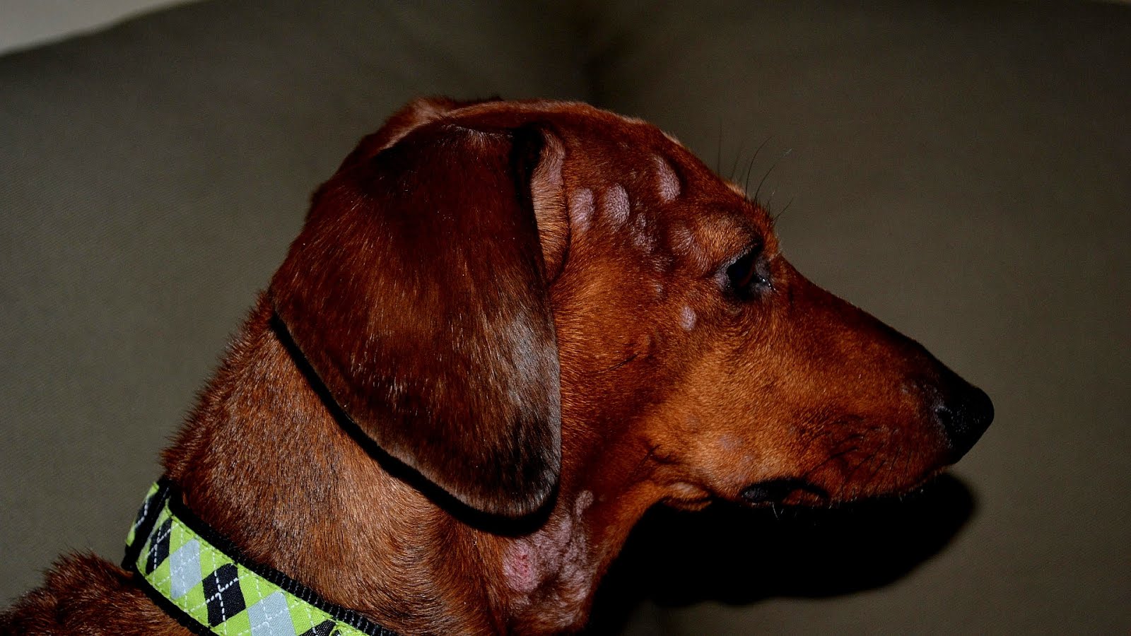 Peanut Butter Allergies In Dogs Allergy Allergy Choices