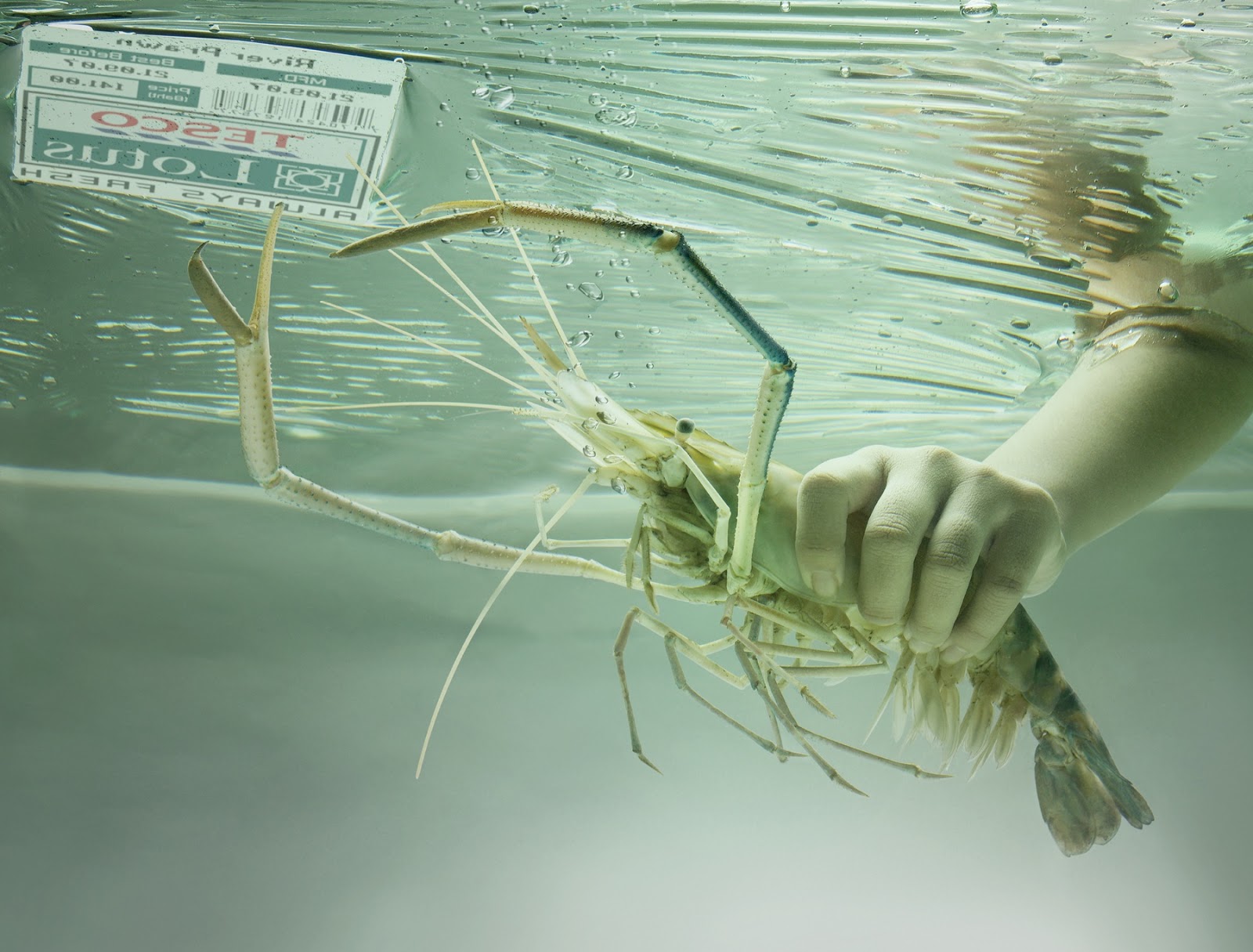 Nature and Farming Freshwater Giant Prawn Farming