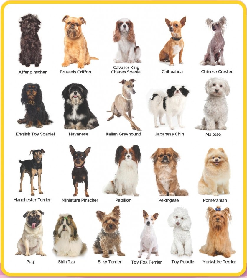Toy Breed Dogs List In India – Wow Blog