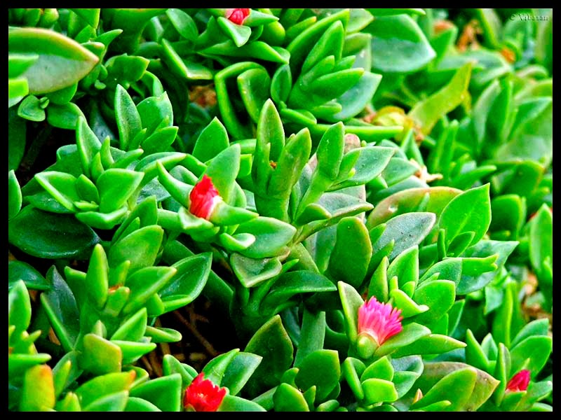 Background vector plant vecteur material dream fordesigner riel usine contexte mat vegetation Andy foto natura: Plantas